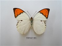 藏品(橙端粉蝶)的圖片